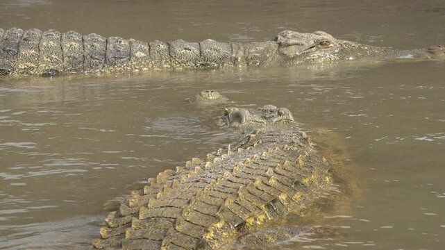 Slow motion of two Nile crocodiles floating in waters of Lake Chamo in Ethiopia
