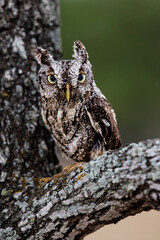 USA, Texas, Kendall County. Block Creek Natural Area, eastern screech owl camouflaged