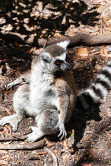 A feline lemur sit quietly on the ground and bask in the sunshine in Monkeyland Primate Sanctuary. South Africa.