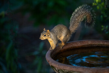 USA, Texas, Cameron County. Eastern fox squirrel on birdbath