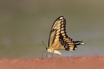 USA, Texas, Starr County. Santa Clara Ranch, giant swallowtail feeding