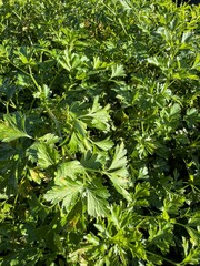 Garden parsley (petroselinum crispum) green plant