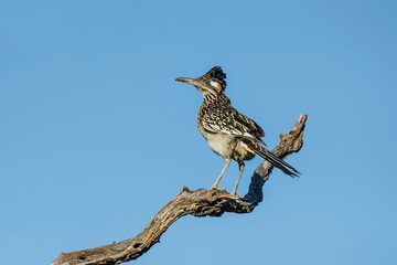 USA, Texas, Starr County. Santa Clara Ranch, greater roadrunner alert