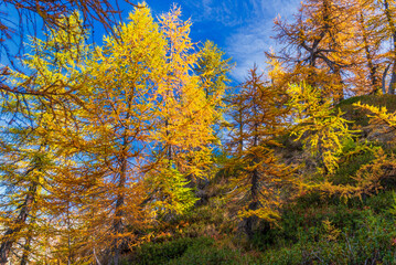 Obraz premium autumnal mountain landscape inside the Alpe Devero, Val D'Ossola, Verbania, Italia