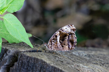 USA, Texas, Hidalgo County. National Butterfly Center, Mexican bluewing butterfly