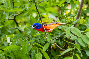 USA, Texas, Kendall County. Block Creek Natural Area, male painted bunting.