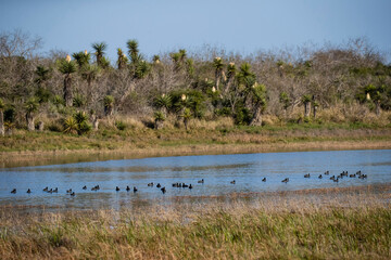 USA, Texas, Cameron County. Laguna Atascosa National Wildlife Refuge, American coot, winter habitat