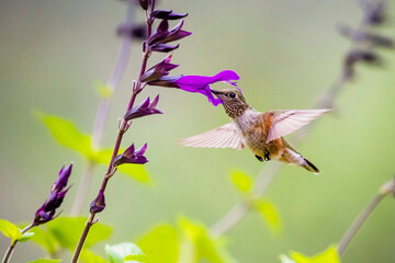 USA, Texas, Jeff Davis County. Davis Mountains, broad-tailed hummingbird feeding