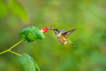 USA, Texas, Hidalgo County. Black-chinned hummingbird feeding