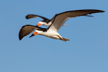 USA, Texas, Cameron County. South Padre Island, black skimmer flying
