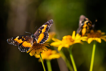 USA, Texas, Hidalgo County. National Butterfly Center, bordered patch butterfly feeding