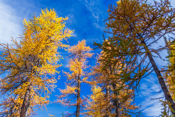 autumnal mountain landscape inside the Alpe Devero, Val D'Ossola, Verbania, Italia