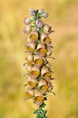 wild plants and flowers images. natural flower photos.