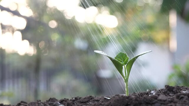 watering spray small growing pumpkin sprout plant growing