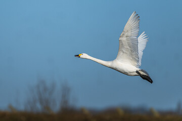 Tundra Swan, Bewick's Swan, Cygnus columbianus in flight at winter in Slimbridge, England