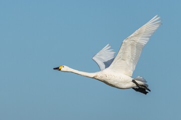 Tundra Swan, Bewick's Swan, Cygnus columbianus in flight at winter in Slimbridge, England