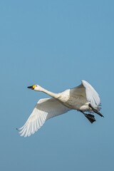 Tundra Swan, Bewick's Swan, Cygnus columbianus in flight at winter in Slimbridge, England