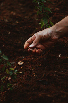 M&atilde;os mexendo na terra plantando muda de manjeric&atilde;o