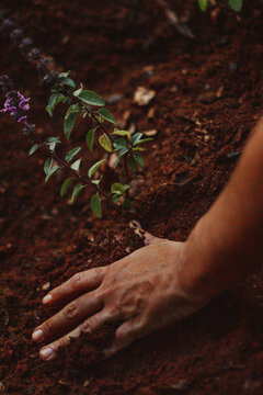 M&atilde;os mexendo na terra plantando muda de manjeric&atilde;o