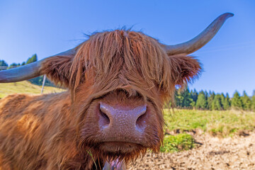 Kuh - Galloway - Hochlandrind - Bulle - lustig