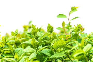 Vibrant green foliage close-up. Fresh, new growth of leaves and stems against a bright white background. Perfect for spring, nature, and growth themes