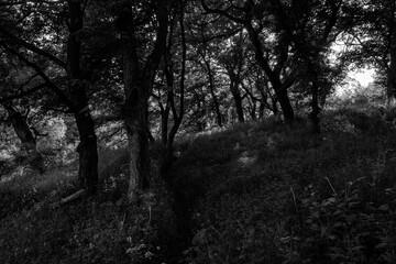 Different trees and branches in the forest, nature of the east of Ukraine, season of the year, diversity