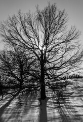 Different trees and branches in the forest, nature of the east of Ukraine, season of the year, diversity