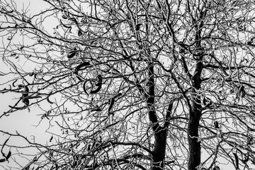 Different trees and branches in the forest, nature of the east of Ukraine, season of the year, diversity