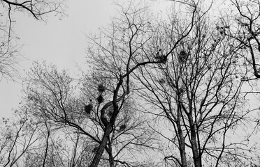Different trees and branches in the forest, nature of the east of Ukraine, season of the year, diversity