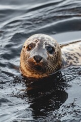 Fototapeta premium A close-up shot of a seal swimming underwater