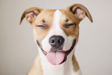 Face of dog with closed eyes sticking out tongue on gray background