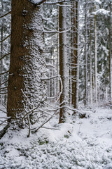 A quiet winter forest with snow-covered firs, creating a peaceful atmosphere and filtering soft light through the forest
