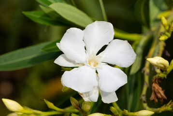 macro photos of various oleander flowers