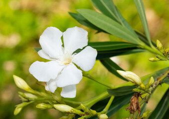 macro photos of various oleander flowers