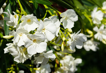 macro photos of various oleander flowers