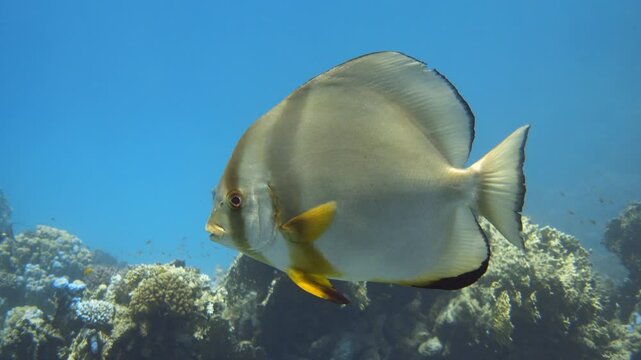 Orbicular batfish (Platax orbicularis) close up. 4K stock video footage