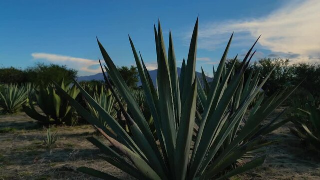 campo de agave en una casa mezcalera de Oaxaca, mezcal artesanal de santiago matatl&aacute;n 