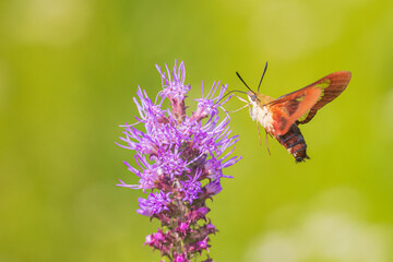 Hummingbird Clearwing moth at Prairie Blazing Star, Effingham County, Illinois