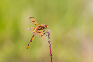 Painted Skimmer, Marion County, Illinois.