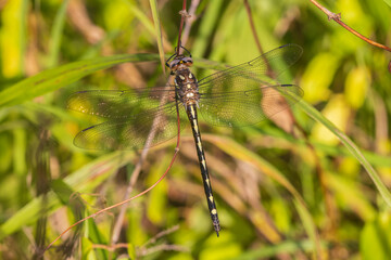 Fototapeta premium Arrowhead Spiketail female, Marion County, Illinois.