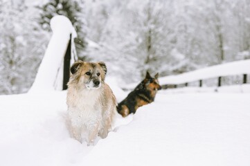 Two dogs frolic in the deep snow at Plaiul Foii, enjoying the crisp winter air. The landscape is blanketed in white, creating a tranquil backdrop for their playful antics