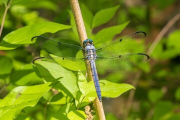 Great Blue Skimmer male, Marion County, Illinois.