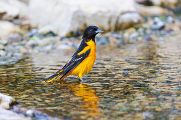 Baltimore Oriole male bathing, Marion County, Illinois.