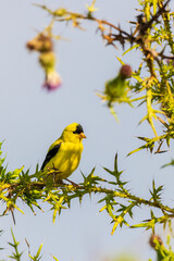 American Goldfinch male on bull thistle, Marion County, Illinois.