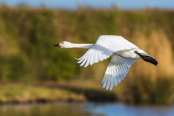 Tundra Swan, Bewick's Swan, Cygnus columbianus at winter in Slimbridge Mashes, England
