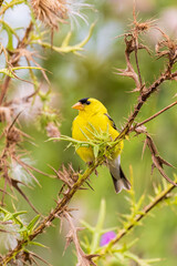 American Goldfinch male on bull thistle, Marion County, Illinois.