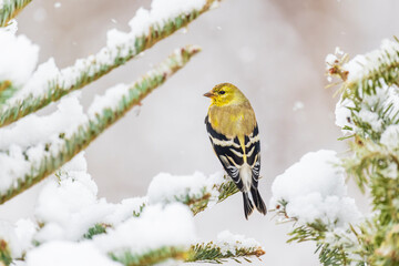American Goldfinch in winter plumage in fir tree in winter, Marion County, Illinois.