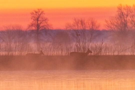White-tailed Deer walking along wetland at sunrise in fog, Marion County, Illinois.