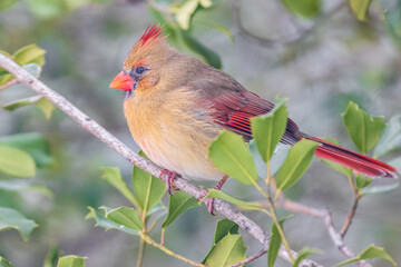 Northern Cardinal female in American Holly tree, Marion County, Illinois.