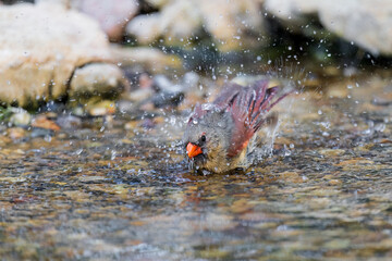 Northern Cardinal female bathing, Marion County, Illinois.